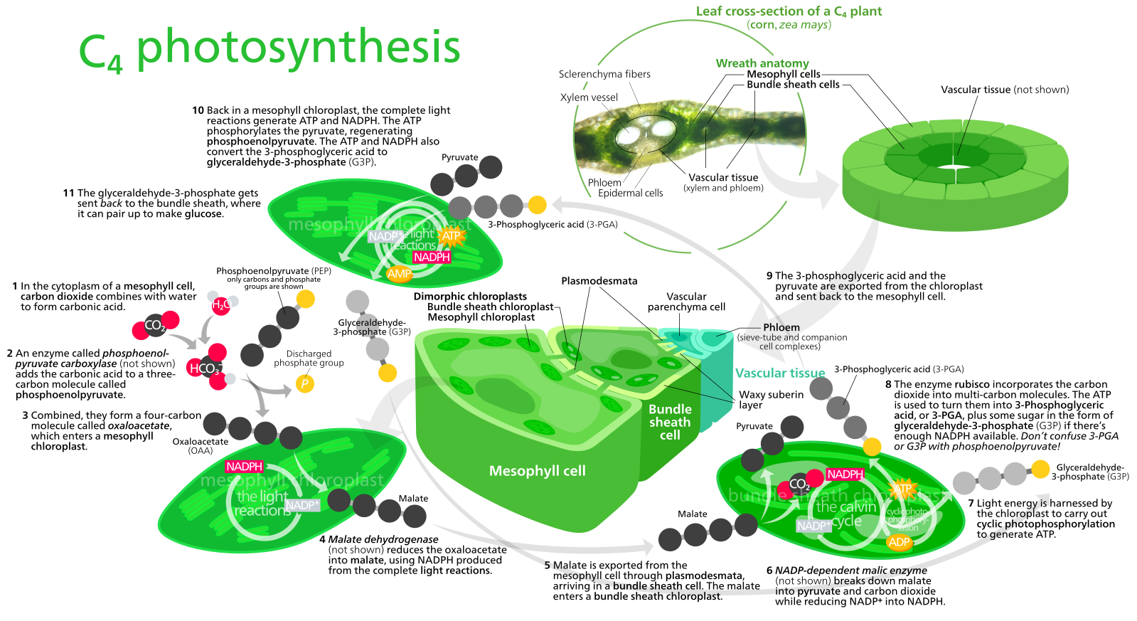 Цикл хетча Слэка фотосинтез. С4 фотосинтез. Сам фотосинтез. Цикл Кальвина в фотосинтезе.
