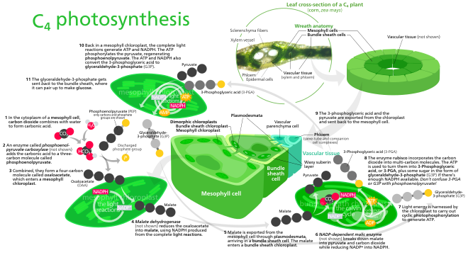 Diagram of C4 photosynthesis.