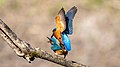 * Nomination mating Common kingfisher in cudrefin, Switzerland. By User:Roy Egloff --Augustgeyler 22:17, 5 April 2023 (UTC) * Promotion  Support Good quality. Please consider nominating this for Featured. --Mike Peel 22:30, 5 April 2023 (UTC)