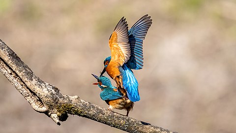 Deux oiseaux en train de s'accoupler, vus de dos. L'un est sur l'autre, en train de battre des ailes.