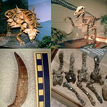 Example of dinosaurs from the Cedar Mountain Formation include the polacanthid ankylosaur Gastonia from the Yellow Cat Member (upper left), Utahraptor from the Yellow Cat Member (upper right), a large theropod represented by a tooth from the Ruby Ranch Member (lower left), and Tenontosaurus from the base of the Mussentuchit (lower right). CMF-dinos.JPG