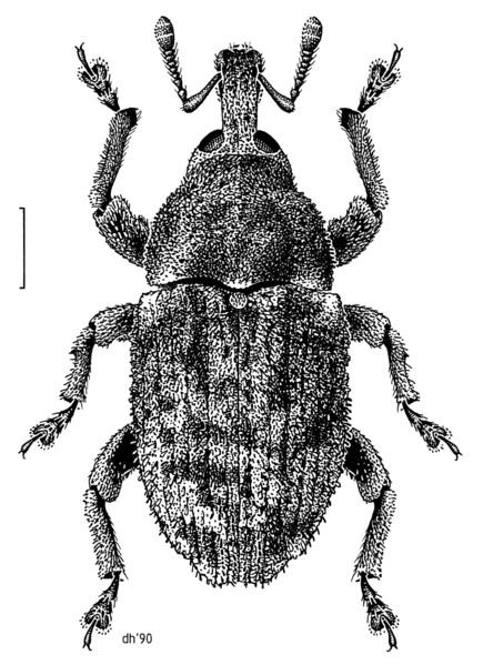 File:COLE Curculionidae Mesoreda brevis.png