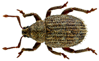 <i>Caenopsis waltoni</i> Species of beetle