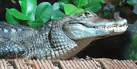Caiman crocodilus Nausicaa.jpg