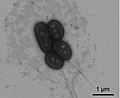 Miniatura para Azohydromonas sediminis