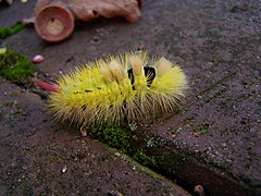 Funny caterpillar