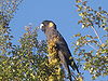 Calyptorhynchus funereus 0027.jpg