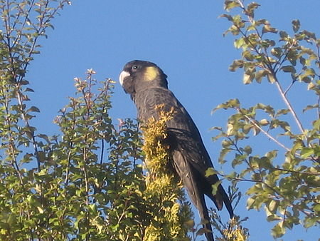 Calyptorhynchus funereus