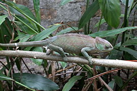 O'Shaughnessy's kameleon (Calumma oshaughnessyi)