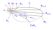 Camilla wing veins Camilla wing veins.svg