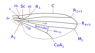 Camilla wing veins Camilla wing veins.svg