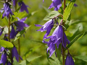 Campanula latifolia