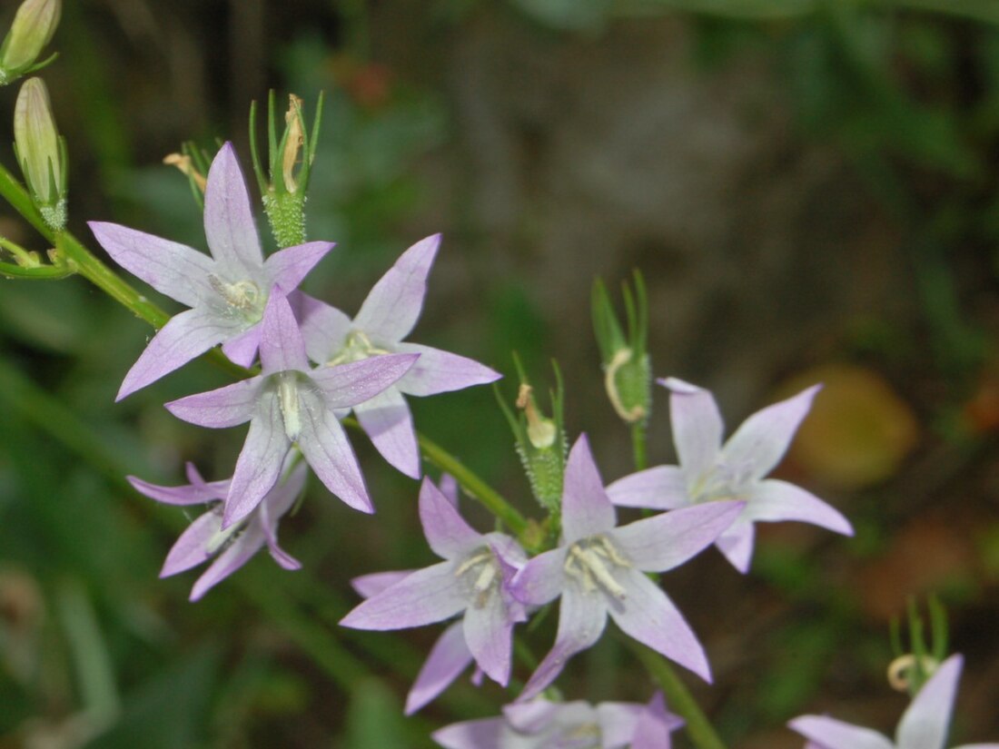 Campanula rapunculus