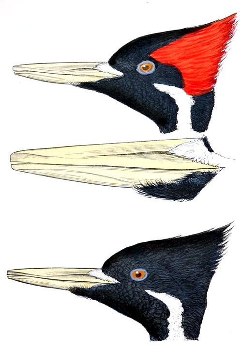 The contrast in plumage of the male (above) and female (below), separated by a detail of their bills