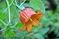 Canarina canariensis Deutsch: Kanaren-Glockenblume English: Canary bellflower