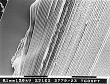 Left to right we have a smooth capsule, a small patch of epithelium next to fused lens fibers or perhaps a void, straighter fibers, and finally wrinkled fibers Cap-epi-void-fib2.jpg