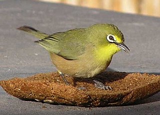 <span class="mw-page-title-main">Orange River white-eye</span> Species of bird