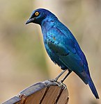 Cape Glossy Starling (Lamprotornis nitens) (31655330124).jpg