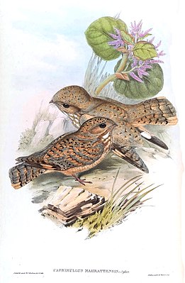 Sykes nightjar (Caprimulgus mahrattensis)