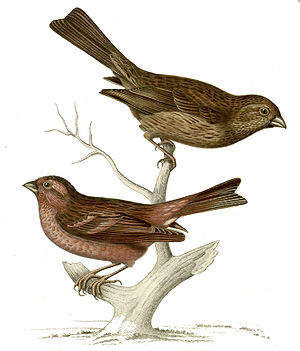 Carpodacus pulcherrimus.jpg