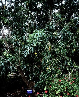 White sapote Species of tree