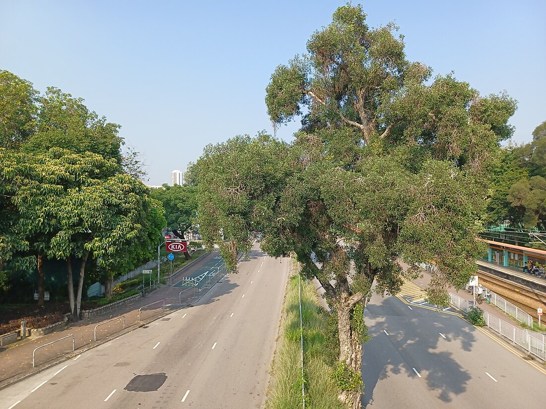 File:Castle Peak Road - Lam Tei near Nai Wai Stop in May 2023.jpg