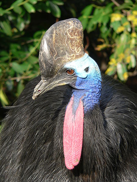 The bony, vascularized casque of the southern cassowary helps the bird to shed excess heat.