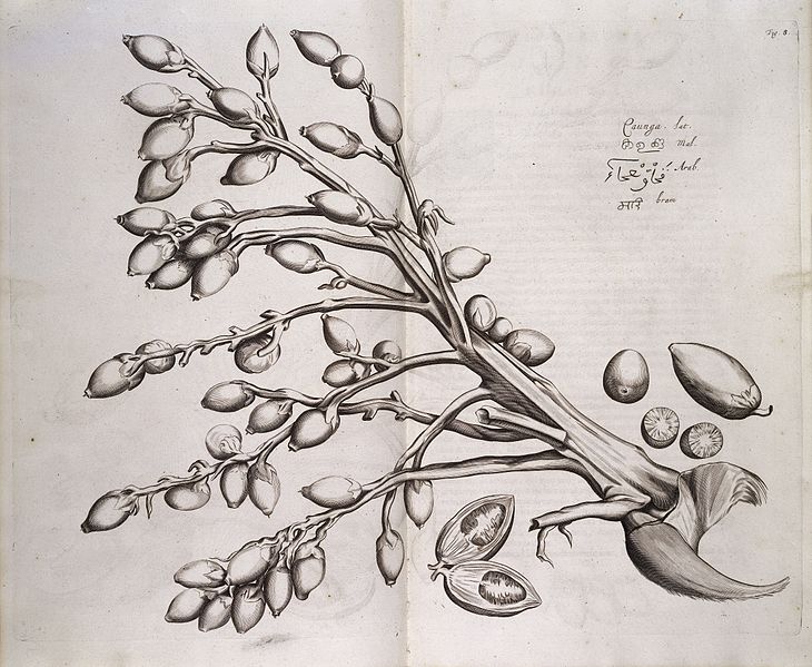 File:Caunga, Hortus Indicus Malabaricus Wellcome L0038476.jpg