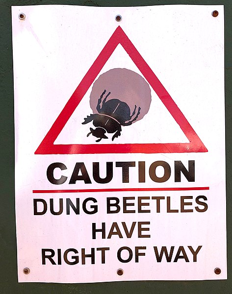 File:Caution Dung Beetles, South Africa.jpg