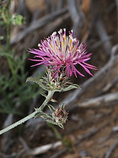 <i>Centaurea ammocyanus</i> Species of plant in the family Asteraceae