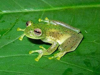 <span class="mw-page-title-main">"Centrolene" quindianum</span> Species of frog