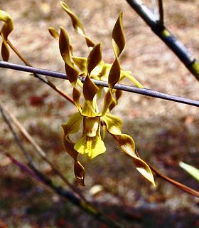 <i>Dendrobium trilamellatum</i> Species of orchid