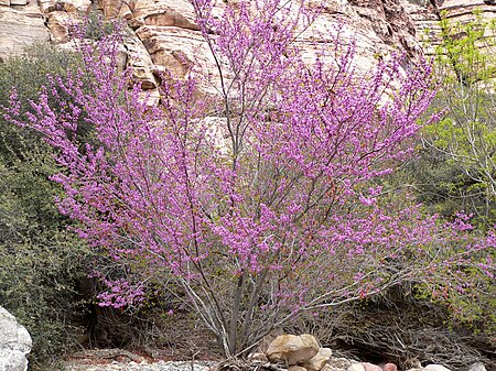 Tập_tin:Cercis_occidentalis_1.jpg