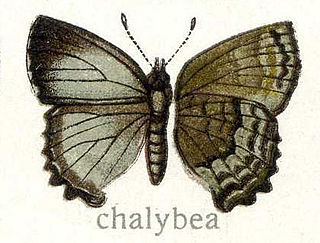 <i>Thecla chalybeia</i> Species of butterfly