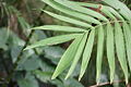 Leaf detail, Auckland, New Zealand.