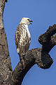 Changeable Hawk-eagle - Corbett NP - India 1098 (15340563317).jpg