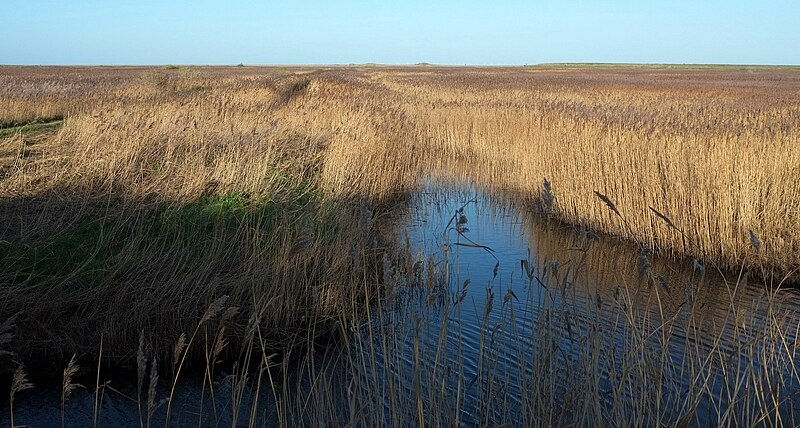 File:Channels, Cley Marshes - geograph.org.uk - 4808635.jpg