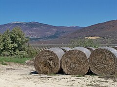 Chaumes de lavande, résidu de la distillation à La Rochegiron