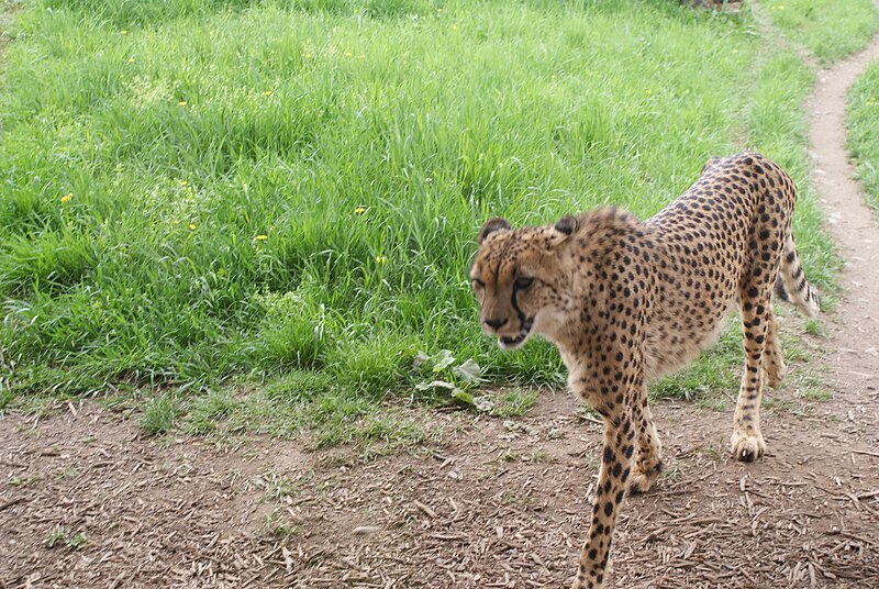 File:Cheetahs in Prague Zoo 06.JPG