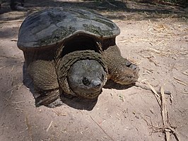 Chelydra rossignonii