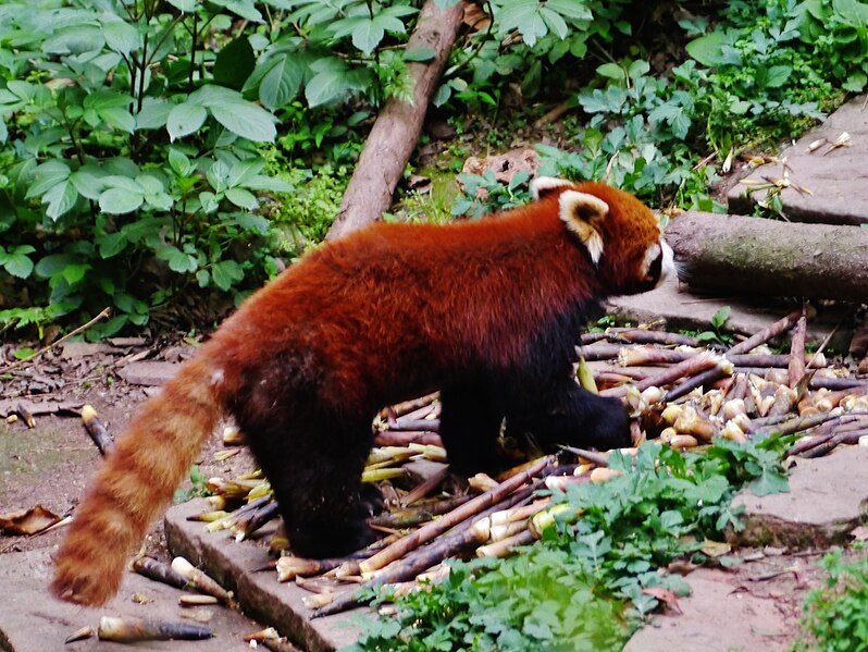 File:Chengdu Chengdu Panda Reserve Base Kleine Pandas 10.jpg