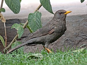 Chiguan thrush (Turdus chiguanco)