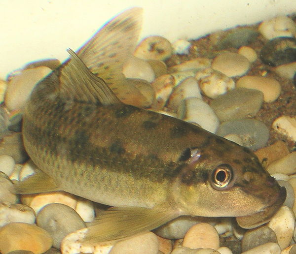 The Chinese algae eater (Gyrinocheilus aymonieri) is one of the sucking loaches, which are distant from other "loaches".