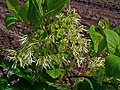 Inflorescence