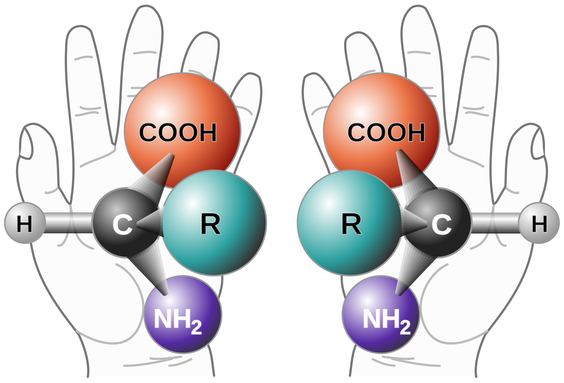 A chiral molecule is one in which the stereoisomers are mirror images of each other. These mirror images – an example of molecular symmetry – are referred to as enantiomers Image courtesy of Wikipedia). 