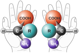 Aminohappojen kaksi eri enantiomeeriä, L ja D