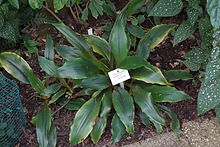 Chlorophytum holstii (Chlorophytum hoffmannii) - Botanischer Garten, Drážďany, Německo - DSC08541.JPG