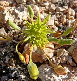 <i>Chorizanthe</i> Genus of flowering plants