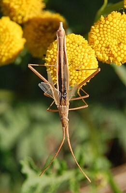 Chorosoma schillingii