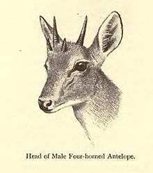 illustration of the head from 1903. ChousinghaHead.jpg